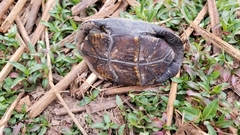 Kinosternon integrum