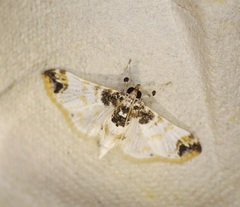 Analyta apicalis