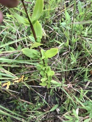 Hypericum crux-andreae