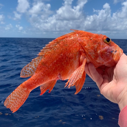 Longspine scorpionfish (Pontinus longispinis) — Scorpaenidae — 4