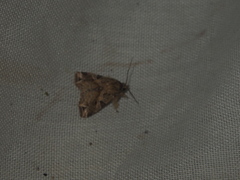 Callopistria flavitincta