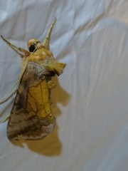 Autographa excelsa