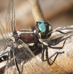 Eusynthemis guttata