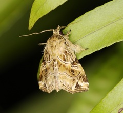 Callopistria flavitincta