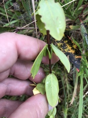 Hypericum crux-andreae