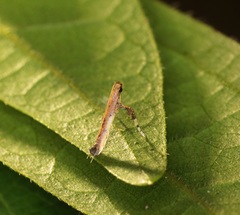 Caloptilia recitata