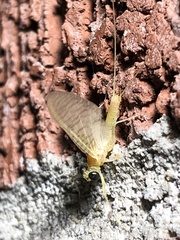 Maccaffertium mediopunctatum