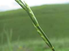 Thinopyrum elongatum