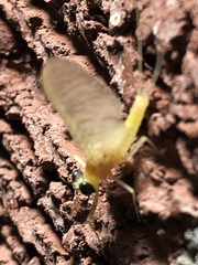 Maccaffertium mediopunctatum