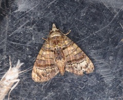 Chlumetia transversa