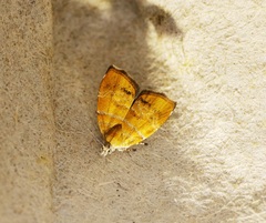 Choreutis achyrodes
