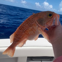 Helicolenus dactylopterus