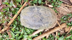 Kinosternon integrum