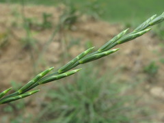 Thinopyrum elongatum