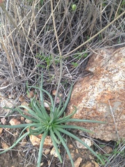 Phemeranthus palmeri