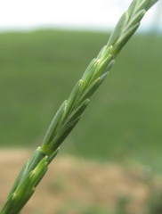 Thinopyrum elongatum