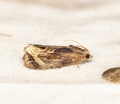 Cryptophlebia repletana