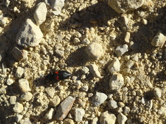 Astylus aulicus