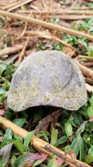 Kinosternon integrum