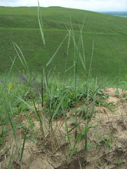 Thinopyrum elongatum