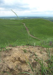 Thinopyrum elongatum