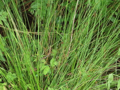 Juncus hesperius