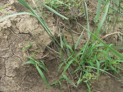 Thinopyrum elongatum