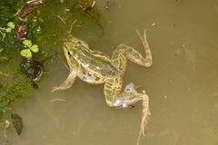 Lithobates brownorum image