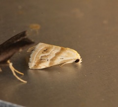 Eublemma roseana
