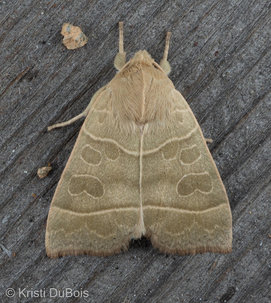Even-lined Sallow