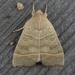 Even-lined Sallow - Photo (c) Kristi DuBois, some rights reserved (CC BY-NC), uploaded by Kristi DuBois