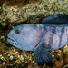 Atlantic Wolffish - Photo (c) Poul Erik Rasmussen, some rights reserved (CC BY-NC), uploaded by Poul Erik Rasmussen