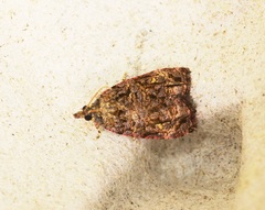 Gatesclarkeana idia