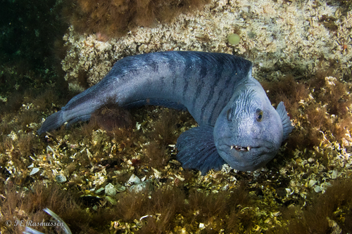 Atlantic Wolffish
