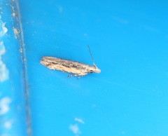 Hypatima venefica
