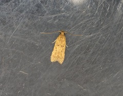 Helcystogramma triannulella