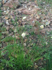 Phemeranthus palmeri