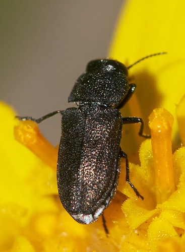 iNaturalist observation photo of Melanthaxia