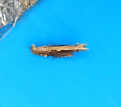 Hypatima spathota