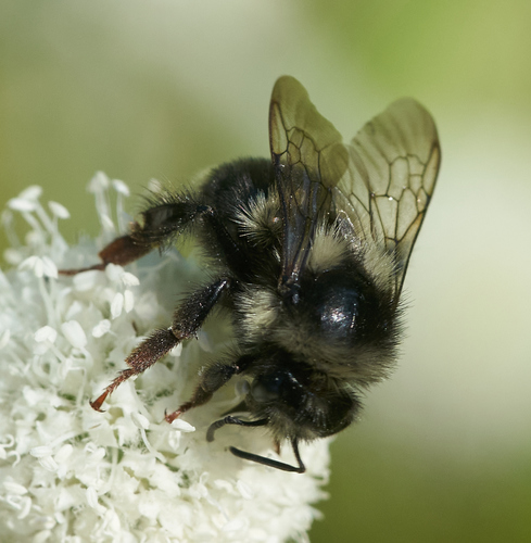 iNaturalist observation photo of Vancouver Bumble Bee