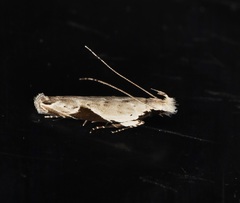 Hypatima verticosa