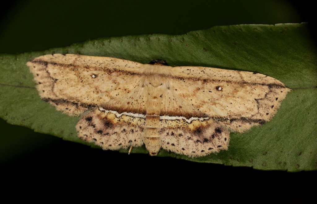 Hyposada ruptifascia