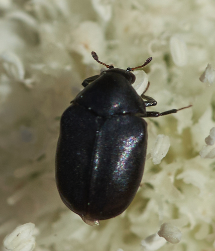 iNaturalist observation photo of Beetles