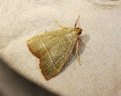 Hypsopygia nonusalis