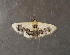 Idaea macrospila