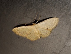 Idaea ptyonopoda