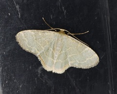 Lophophleps triangularis