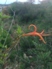 Anisacanthus linearis