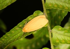 Manulea fuscodorsalis