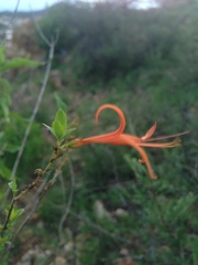 Anisacanthus linearis